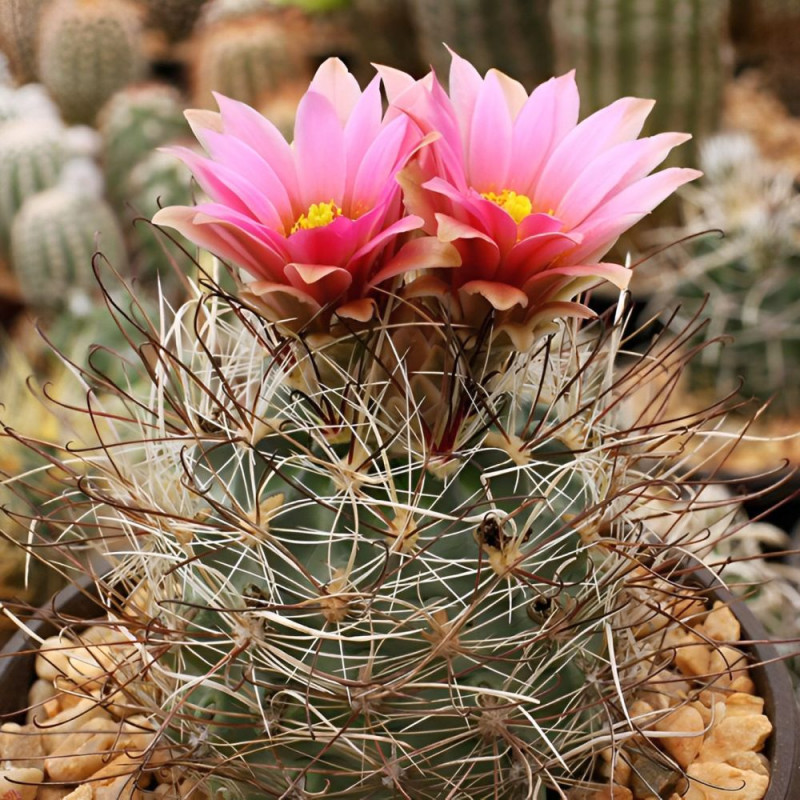 Sclerocactus nyensis, Nye fishhook cactus, Cactaceae, graines, seeds