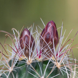 Sclerocactus nyensis, Nye fishhook cactus, Cactaceae, graines, seeds