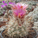 Sclerocactus nyensis, Nye fishhook cactus, Cactaceae, graines, seeds