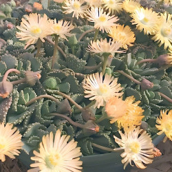 Aloinopsis malherbei, Nananthus malherbei, mesemb, mésembs, cactus, succulente, Aizoaceae, Mesembryantemaceae