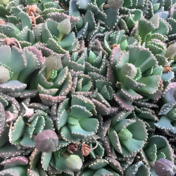 Aloinopsis malherbei, Nananthus malherbei, mesemb, mésembs, cactus, succulente, Aizoaceae, Mesembryantemaceae