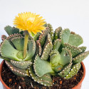 Aloinopsis malherbei, Nananthus malherbei, mesemb, mésembs, cactus, succulente, Aizoaceae, Mesembryantemaceae