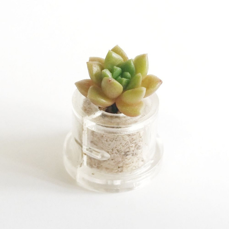 Babyplante Little Gem (Sedum australe Rose ou Orpin) - Mini plante cactus Babyplante Little Gem (Sedum australe Rose ou Orpin) - Mini plante cactus