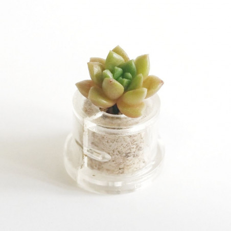 Babyplante Little Gem (Sedum australe Rose ou Orpin) - Mini plante cactus