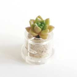 Babyplante Little Gem (Sedum australe Rose ou Orpin) - Mini plante cactus