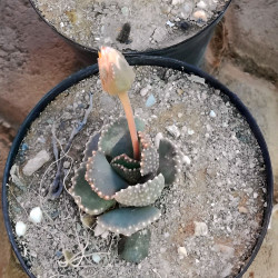 Aloinopsis malherbei, Nananthus malherbei, mesemb, mésembs, cactus, succulente, Aizoaceae, Mesembryantemaceae