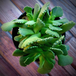 Aloinopsis malherbei, Nananthus malherbei, mesemb, mésembs, cactus, succulente, Aizoaceae, Mesembryantemaceae