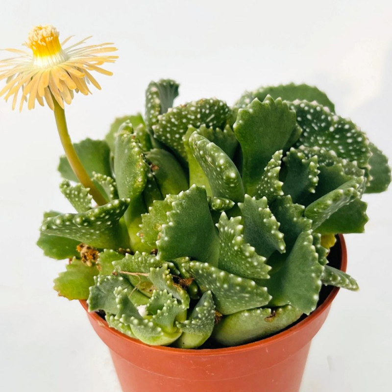 Aloinopsis malherbei, Nananthus malherbei, mesemb, mésembs, cactus, succulente, Aizoaceae, Mesembryantemaceae