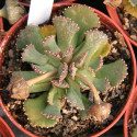 Aloinopsis malherbei, Nananthus malherbei, mesemb, mésembs, cactus, succulente, Aizoaceae, Mesembryantemaceae
