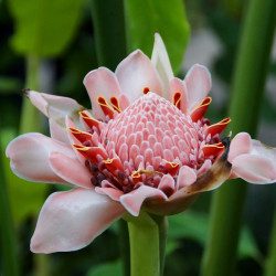 Etlnigera elatior, Rose de porcelaine, ginger torch, bastón de emperador, Nicolaia elatior, Alpinia elatior Jack, Zingiberaceae