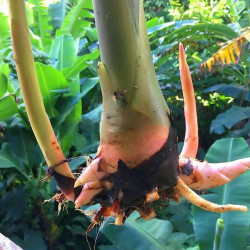 Etlnigera elatior, Rose de porcelaine, ginger torch, bastón de emperador, Nicolaia elatior, Alpinia elatior Jack, rhizome,