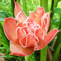 Etlnigera elatior, Rose de porcelaine, ginger torch, bastón de emperador, Nicolaia elatior, Alpinia elatior Jack, Zingiberaceae