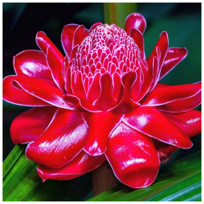 Etlnigera elatior, Rose de porcelaine, ginger torch, bastón de emperador, Nicolaia elatior, Alpinia elatior Jack, Zingiberaceae