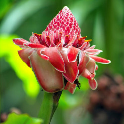 Etlnigera elatior, Rose de porcelaine, ginger torch, bastón de emperador, Nicolaia elatior, Alpinia elatior Jack, Zingiberaceae