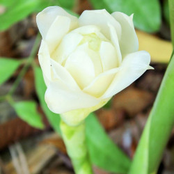 Etlnigera elatior, Rose de porcelaine, ginger torch, bastón de emperador, Nicolaia elatior, Alpinia elatior Jack, Zingiberaceae