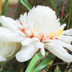 Etlnigera elatior, Rose de porcelaine, ginger torch, bastón de emperador, Nicolaia elatior, Alpinia elatior Jack, Zingiberaceae