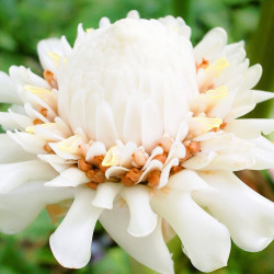 Etlnigera elatior, Rose de porcelaine, ginger torch, bastón de emperador, Nicolaia elatior, Alpinia elatior Jack, Zingiberaceae