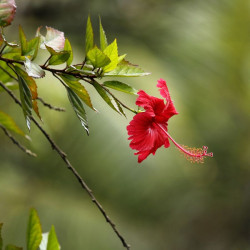 Hibiscus rosa-sinensis, Rose de Chine, Malvaceae, Fleur des belles dames, Fille des îles, Ketmie, Red Hibiscus