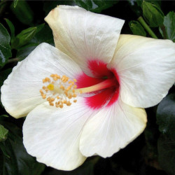 Hibiscus rosa-sinensis, Rose de Chine, Malvaceae, Fleur des belles dames, Fille des îles, Ketmie, Red Hibiscus