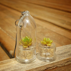 Babyplante Little Gem - Mini plante cactus Sedum australe Rose Orpin porte clé