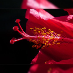 Hibiscus rosa-sinensis, Rose de Chine, Malvaceae, Fleur des belles dames, Fille des îles, Ketmie, Red Hibiscus