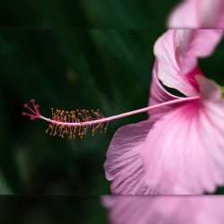 Hibiscus rosa-sinensis, Rose de Chine, Malvaceae, Fleur des belles dames, Fille des îles, Ketmie, Red Hibiscus