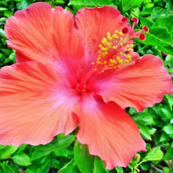 Hibiscus rosa-sinensis, Rose de Chine, Malvaceae, Fleur des belles dames, Fille des îles, Ketmie, Red Hibiscus