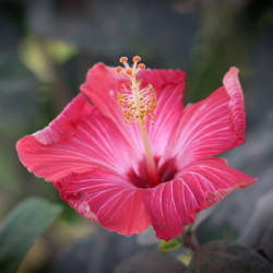 Hibiscus rosa-sinensis, Rose de Chine, Malvaceae, Fleur des belles dames, Fille des îles, Ketmie, Red Hibiscus