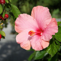 Hibiscus rosa-sinensis, Rose de Chine, Malvaceae, Fleur des belles dames, Fille des îles, Ketmie, Red Hibiscus