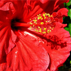 Hibiscus rosa-sinensis, Rose de Chine, Malvaceae, Fleur des belles dames, Fille des îles, Ketmie, Red Hibiscus