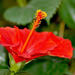 Hibiscus rosa-sinensis, Rose de Chine, Malvaceae, Fleur des belles dames, Fille des îles, Ketmie, Red Hibiscus
