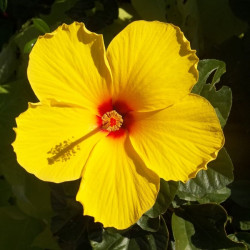 Hibiscus rosa-sinensis, Rose de Chine, Malvaceae, Fleur des belles dames, Fille des îles, Ketmie, Red Hibiscus