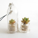 Babyplante Little Gem - Mini plante cactus porte clé Sedum australe Rose ou Orpin