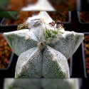 Astrophytum myriostigma, bonnet d'évêque, mitre d'évêque, Cactacées, Cactées, Cactus solitaire, globulaire à colonnaire