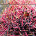 Ferocactus gracilis, baril de feu, cactus de rocaille, Cactaceae, Mexique, fire barrel