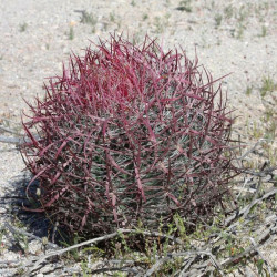 Ferocactus gracilis, baril de feu, cactus de rocaille, Cactaceae, Mexique, fire barrel
