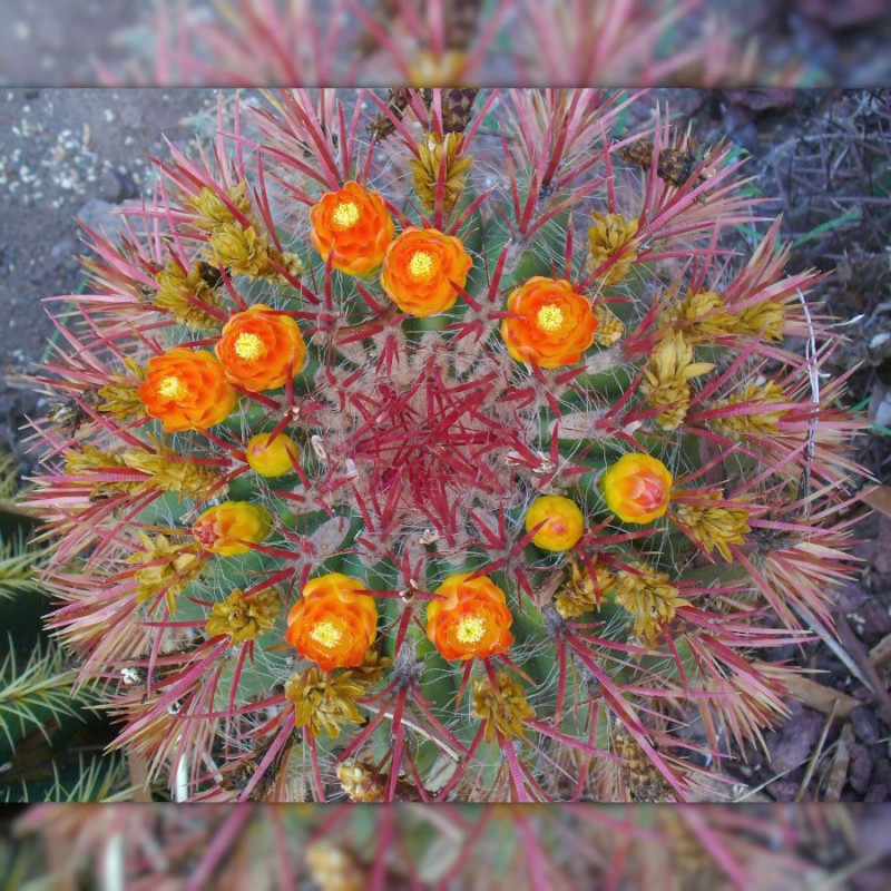 Pouzzolane - Cactus Prod