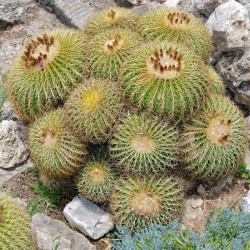 graines Echinocactus grusonii coussin de belle-mère cactus oursin de Gruson cactus tonneau d'or Cactaeae