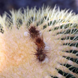 graines Echinocactus grusonii coussin de belle-mère cactus oursin de Gruson cactus tonneau d'or Cactaeae