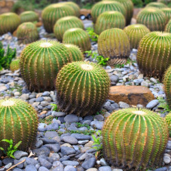 graines Echinocactus grusonii coussin de belle-mère cactus oursin de Gruson cactus tonneau d'or Cactaeae