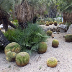 graines Echinocactus grusonii coussin de belle-mère cactus oursin de Gruson cactus tonneau d'or Cactaeae