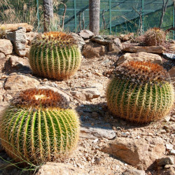 graines Echinocactus grusonii coussin de belle-mère cactus oursin de Gruson cactus tonneau d'or Cactaeae