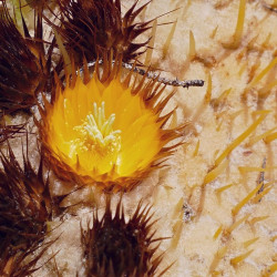 graines Echinocactus grusonii coussin de belle-mère cactus oursin de Gruson cactus tonneau d'or Cactaeae