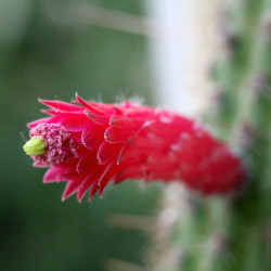 graines Cleistocactus margaritanus Cleistocactus baumannii subs. chacoanus Cactaeae cactus