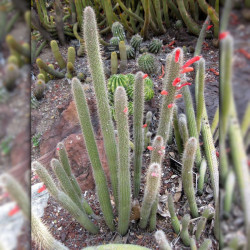 graines Cleistocactus margaritanus Cleistocactus baumannii subs. chacoanus Cactaeae cactus