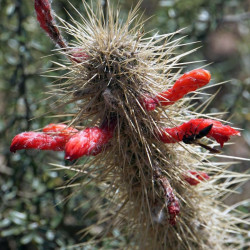 graines Cleistocactus margaritanus Cleistocactus baumannii subs. chacoanus Cactaeae cactus