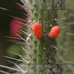 graines Cleistocactus margaritanus Cleistocactus baumannii subs. chacoanus Cactaeae cactus