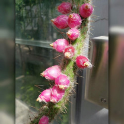 graines Cleistocactus margaritanus Cleistocactus baumannii subs. chacoanus Cactaeae cactus