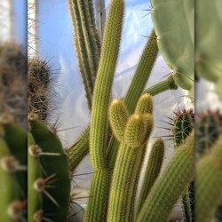 graines Cleistocactus margaritanus Cleistocactus baumannii subs. chacoanus Cactaeae cactus