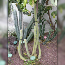 graines Cleistocactus margaritanus Cleistocactus baumannii subs. chacoanus Cactaeae cactus